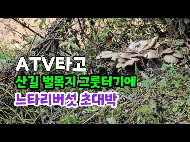 ATV 타고 산길 다니면서 느타리버섯 대박따기