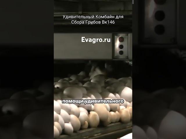 #обзор #сельхозтехника #оборудованиедлябизнеса #евагро
