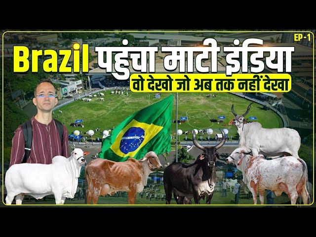 Brazil में Gir गाय 80 लीटर दूध देती है  कितना सच कितना झूठ? Investigation शुरू । Episode 1 ।