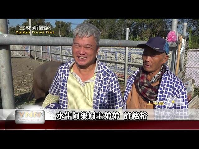 人牛情深！ 土庫水牛安養中心飼主、老牛相見歡-雲林新聞網