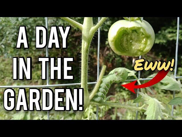 A Day in the Garden - Ann's Tiny Life