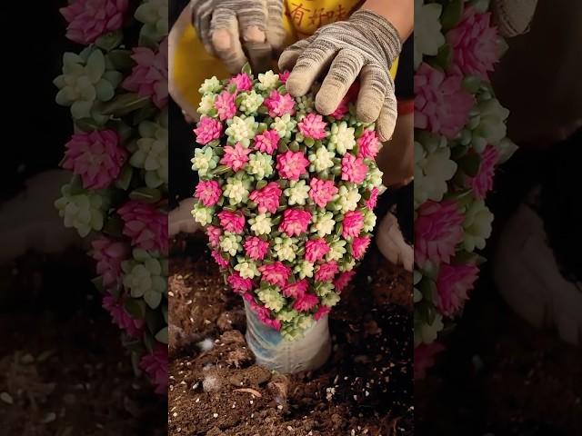 DIY Succulent Arrangement: Amazing Ideas for Your Home Garden Plants