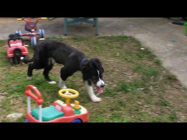 How to Make a Fence (dog escape proof fence, cheap)