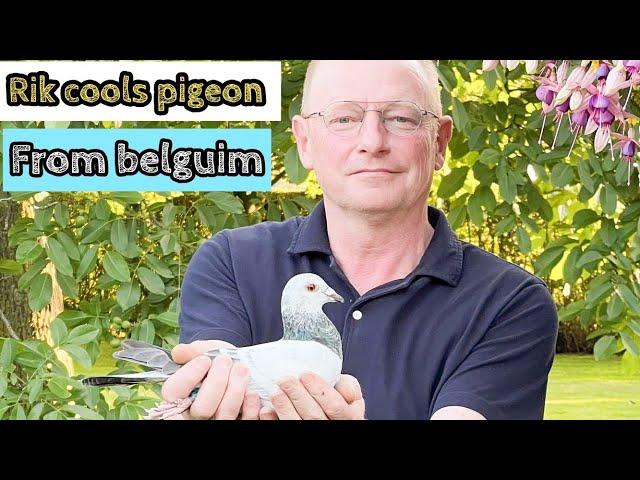 Rik Cools: Master Breeder of Champion Racing Pigeons | Top Pigeon Fancier Insights