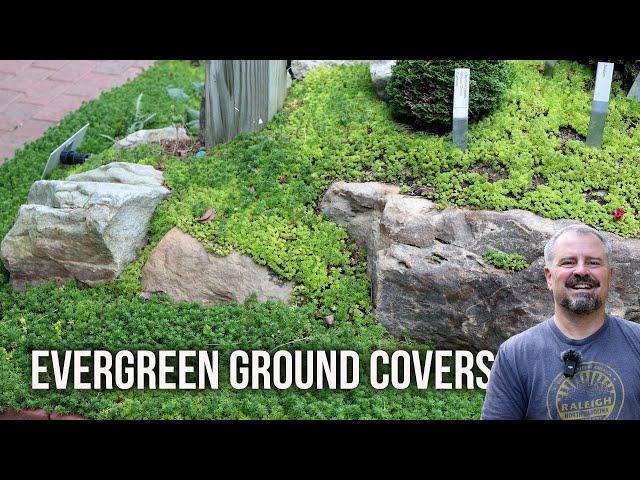 10 Tough Evergreen Ground Covers for Your Garden