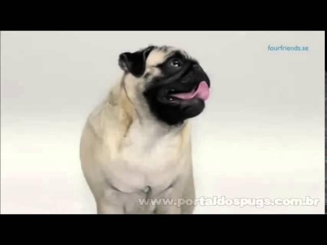 FourFriends Com Aloe Vera - Comercial de TV - Propaganda com Pug