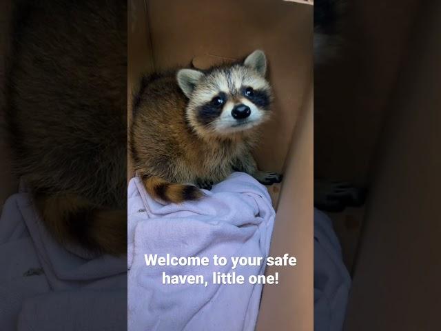 Adorable baby raccoon meets rescuer! A day in the life of a Wildlife Rehabber. #Shorts