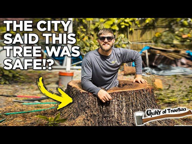 The City Tried to SHUT DOWN Our Job Site! Hollow Tree Removal!