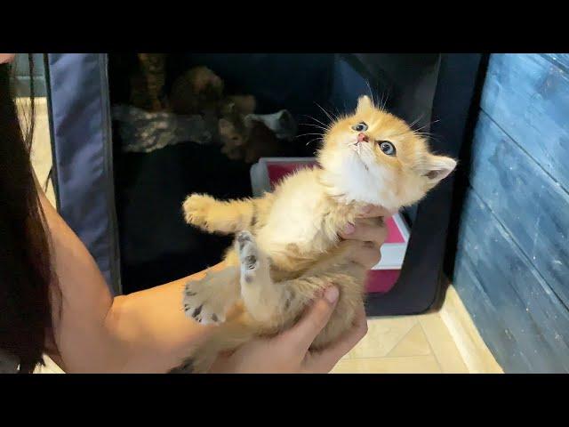 I TAME KITTEN CHAUSIE / Sand hybrids drink milk