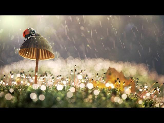 Terence McKenna Chillstep Mix / 1 Hour