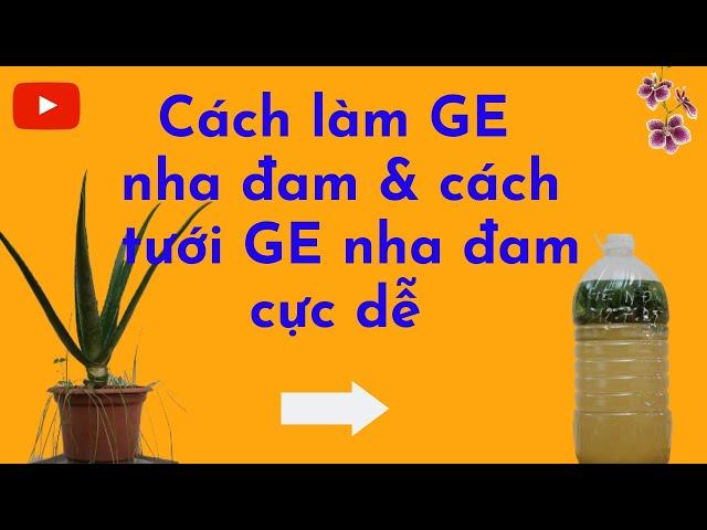 Cách làm GE nha đam và cách tưới GE nha đam cho lan cực dễ