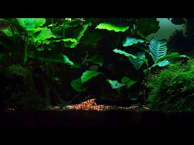 Most Favorite Plant and Food for my Shrimp Aquarium Part: 1