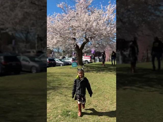 #usa #usagymnastics #cherryblossomchannel #spring #onedaytrip