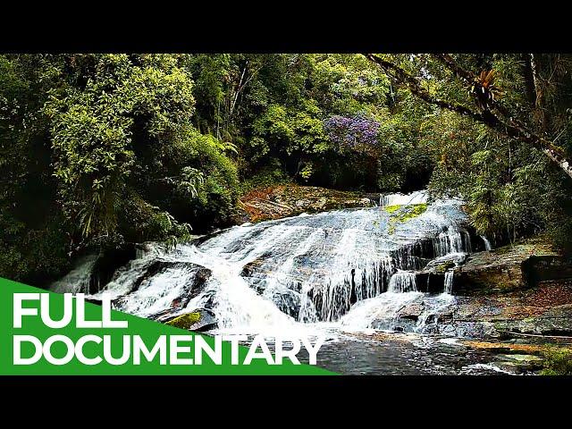 Brazil's Atlantic Forest - Nature Paradise in Danger | Free Documentary Nature