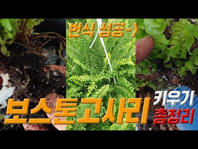 보스톤고사리 키우기 보스톤고사리 번식 방법  보스톤고사리 관리법 Boston fern care