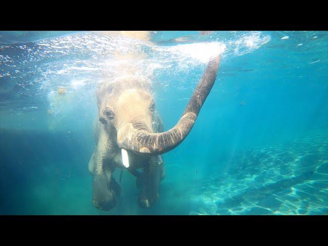 Asian Elephant Samudra Makes A Sunny Splash