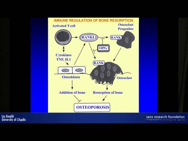 Effect of senescence on bone remodelling: the role of inflammageing - Lia Ginaldi