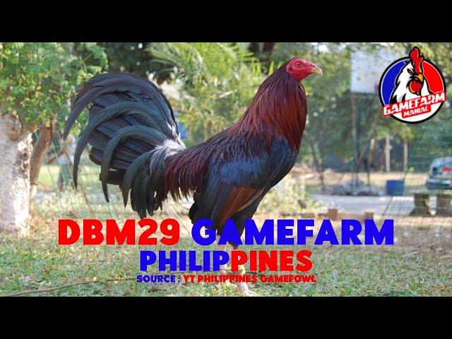 DBM29 GAMEFARM | PHILIPPINES