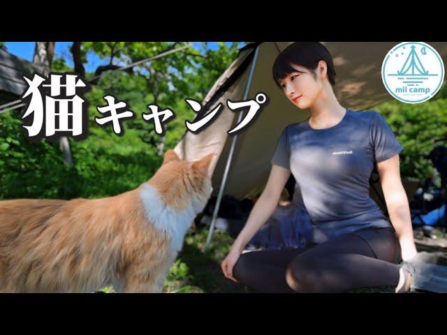 【女ひとり】テントに入ってきた猫が可愛すぎた…