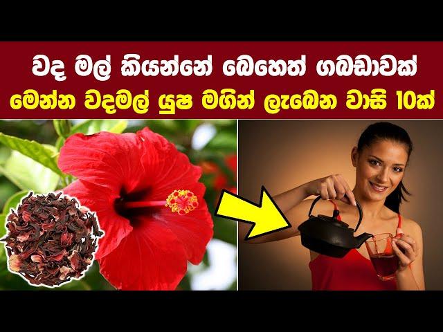 වද මල් යුෂ මගින් ලැබෙන සෞඛ්‍ය ප්‍රතිලාභ 9ක් - 9 Health Benefits of Hibiscus Tea