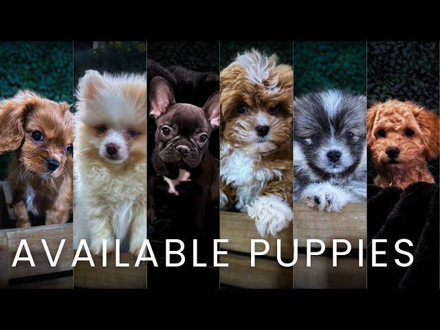 These New Puppy Breeds Will Leave You Speechless | Available Now