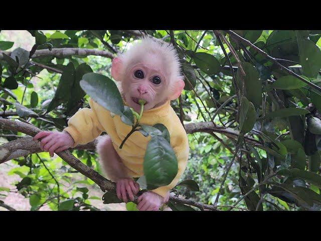 Monkey Bubu suddenly ran into the forest to find my mother