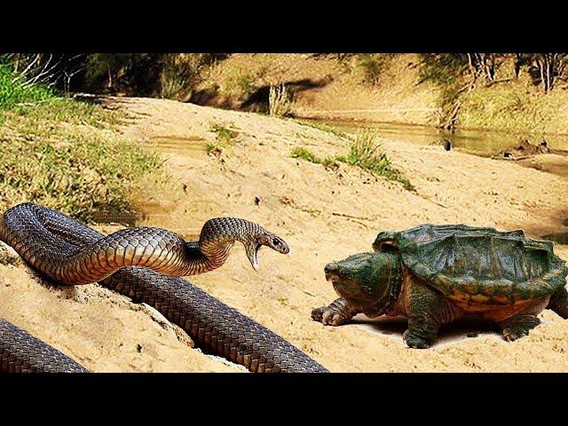 Erstaunliche Schnappschildkröte Gegen Wasserschlange, Die Der Gewinner Sein Wird