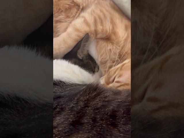 토끼발