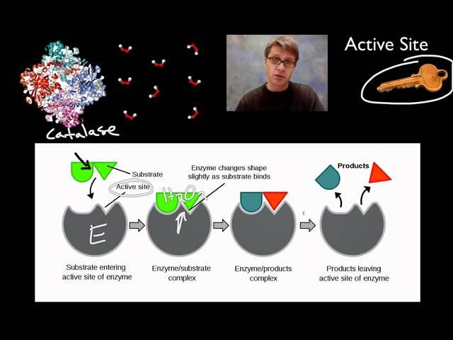 Enzymes