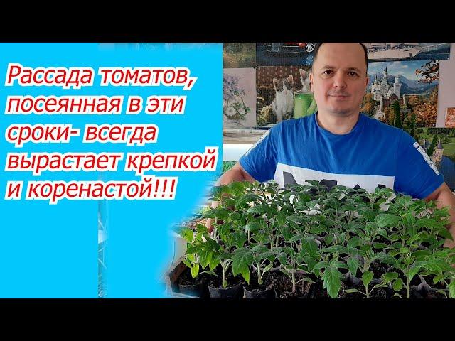 Когда посеять томаты на рассаду- точные сроки для посева семян!