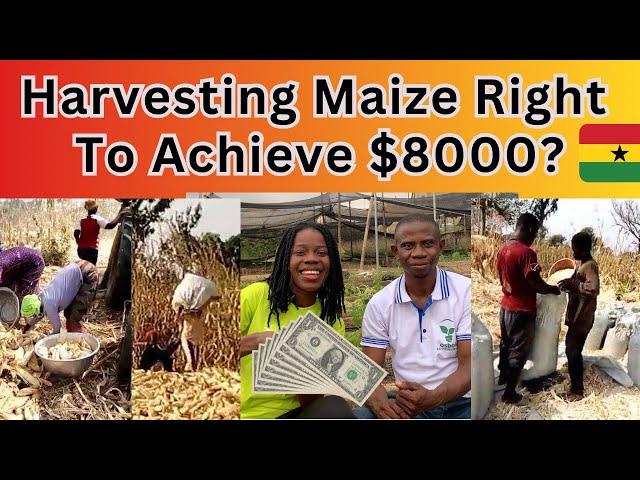 the cost and process of maize harvesting in Ghana | right time to achieve $8000 profit