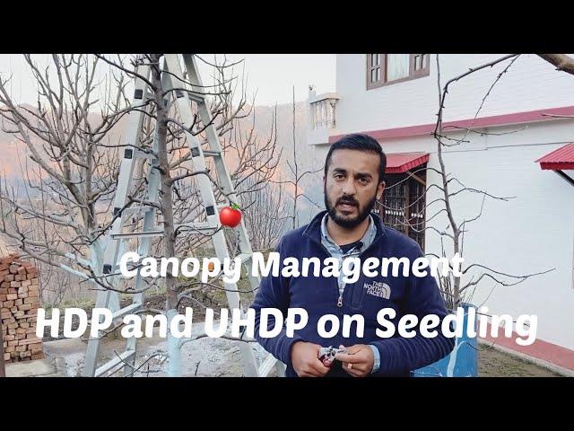 HDP and UHDP On Seedling Canopy Management