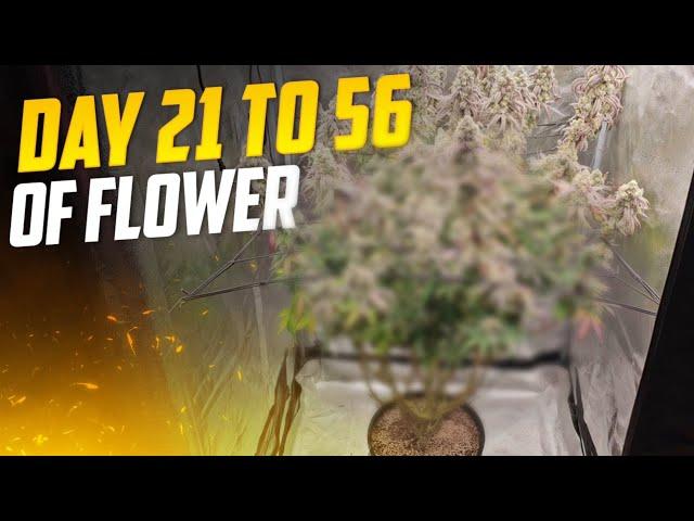 Over 40 Huge Frosty Colas on 1 Big Plant, Spiderfarmer SE-5000 & 3x3 Tent