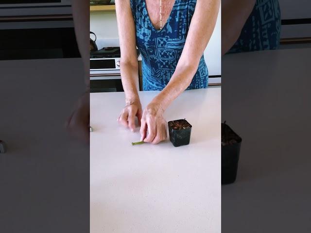 Propagate Succulents The Easy Way By Leaf Cuttings #shorts #gardeningvideos #plant