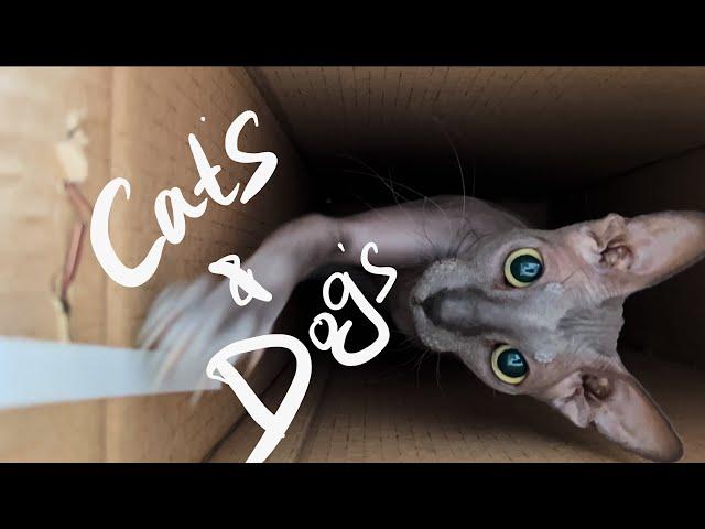 dachshund dog playing with sphinx cat / собака такса играет с котом сфинкс