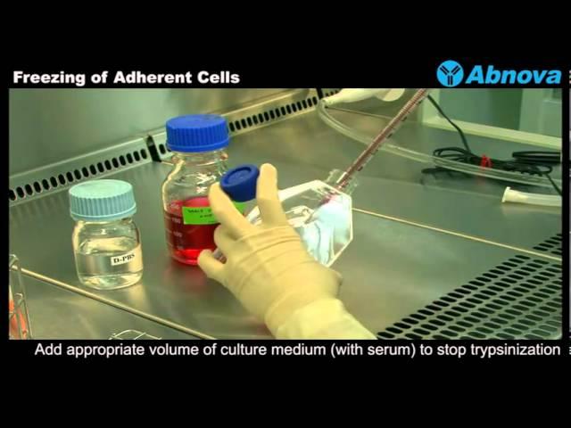 Freezing of Adherent Cells