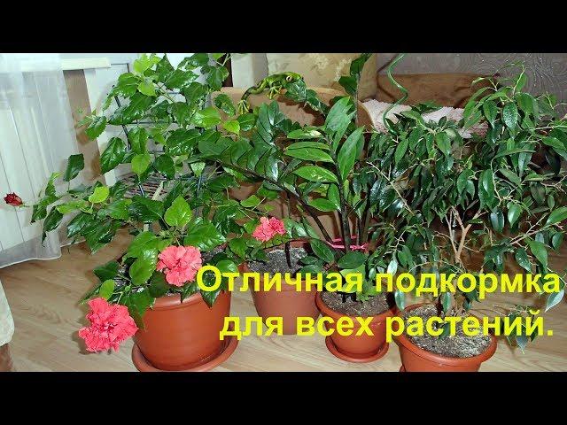 Мои цветы и супер подкормка для всех комнатных растений.