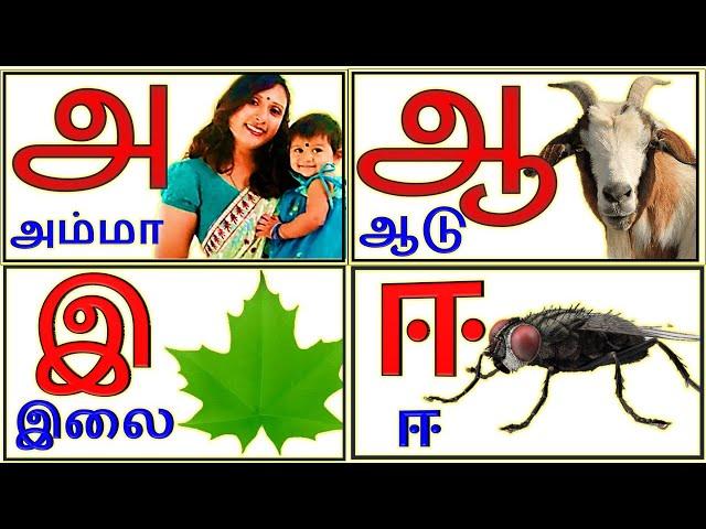 Uyir Ezhuthukal | Learn Tamil Alphabets/அ அம்மா  ஆ ஆடு  || அ ஆ இ ஈ   / உயிர் எழுத்துக்கள் /@prinit