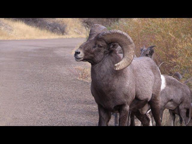 Watchable Wildlife in Waterton Canyon