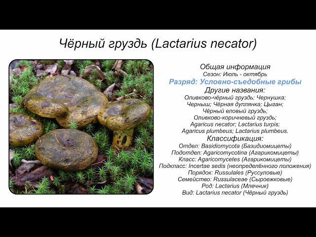 Чёрный груздь (Lactarius necator)