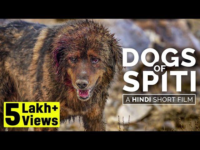 Why dogs are eating dogs | Dogs of Spiti - A Hindi short film