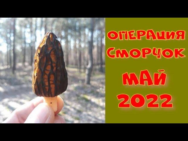 СМОРЧКИ 2022! ГРИБНЫЕ МЕСТА КУРСКА! НАШЕЛ ГИГАНТА! ПОИСК ВЕСЕННИХ ГРИБОВ И МОНЕТ В ГОРЕЛОМ ЛЕСУ!