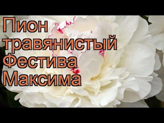 Пион травянистый Фестива Максима (paeonia)  обзор: как сажать, рассада пиона Фестива Максима