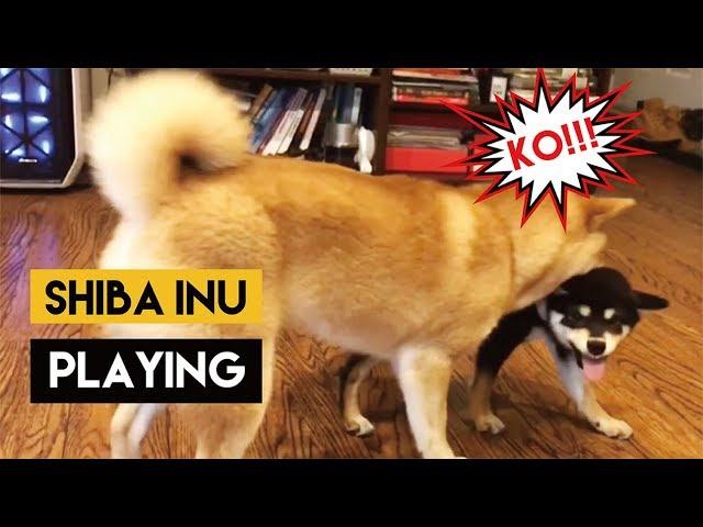 【加拿大柴犬生活】柴犬Oka PK 柴犬Chako | 【 Shiba Inu Life in Canada】Shiba Inu Playing Oka & Chako