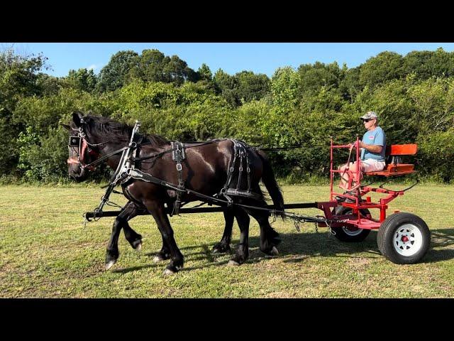 DRAFT HORSES // Driving Jean and Grace (3 year old team), they get spooked by fawn deer