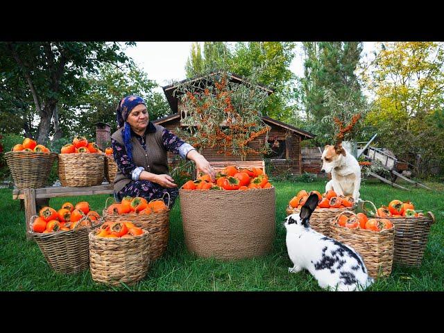 From Tree to Table: Persimmon Harvest, Drying & Pie Recipe