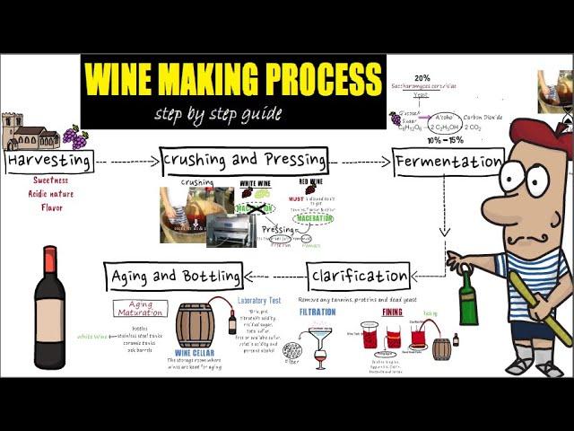 Wine making process step by step /Detail guide of wine making/preparation and making of wine