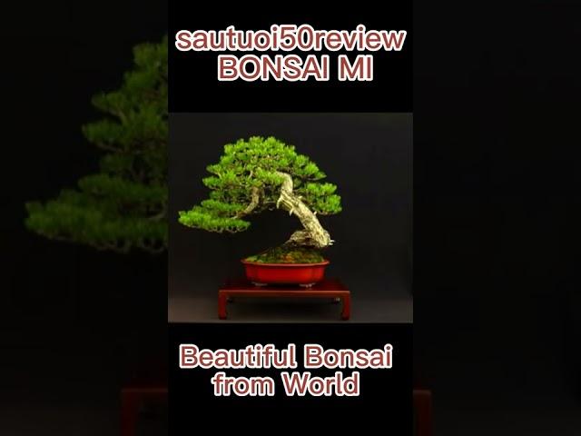 Beautiful Bonsai from World sautuoi50review