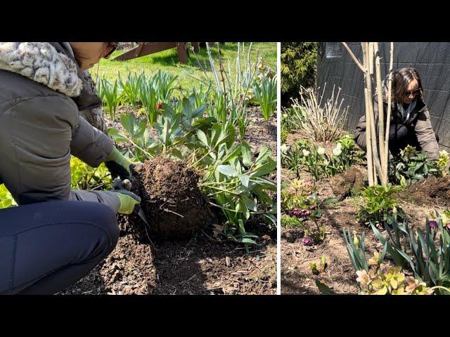 Spring Garden Maintenance! Dividing Hellebores, Trimming Boxwoods, Edging, Removing Ornamental Grass