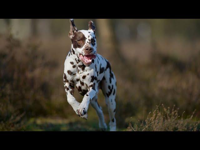 Everything You Need to Know About the Dalmatian's Coat Color and Pattern